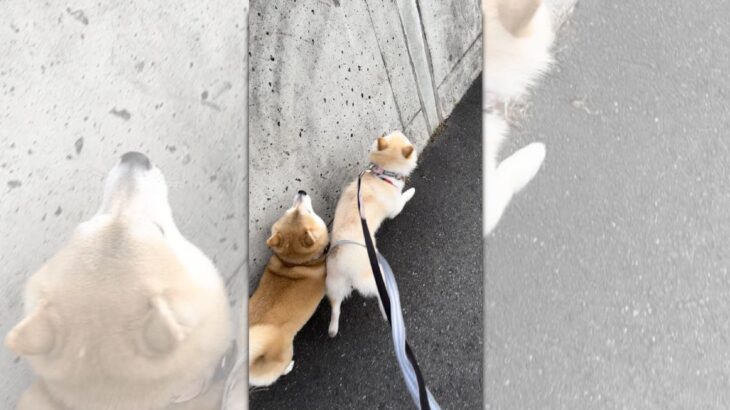 『悪質すぎる犬の煽り運転』お散歩中に割り込み＆幅寄せをする柴犬に2.9万いいねが集まる(ブログ)