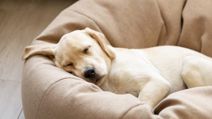 犬が熟睡できている時に見せるサイン4選　眠りが浅い場合はどんな仕草を見せるの？(ブログ)
