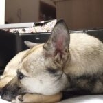 悲しい過去を持つ犬を迎え入れた結果…震える姿に胸を打たれる人続出「先住犬の優しさに涙」「幸せになって」多くのエールが届く(ブログ)