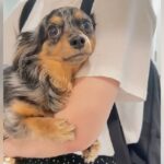 犬に『お留守番です』と伝えた結果…切なすぎる反応が111万再生の大反響「おててが…」「離れたくないのが伝わってくる」の声(ブログ)