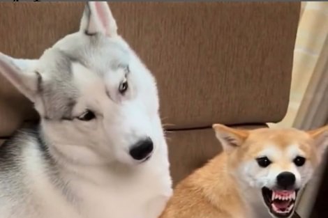 『離れてほしい柴犬』と『近づきたいハスキー』が出会った結果…想定外すぎる現在に1万1000いいねの反響「涙出てきた」(ブログ)