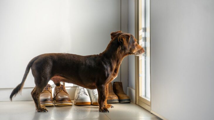 『寂しがり屋な犬』の共通点5選　孤独を感じやすい子によくある特徴とお留守番後にすべきケア(ブログ)