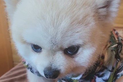 ガチギレの『ガン飛ばし犬』がSNSで話題！可愛すぎるちびっこギャングに284万人が「なんてかわいいお顔なのぉ～」虜に(ブログ)