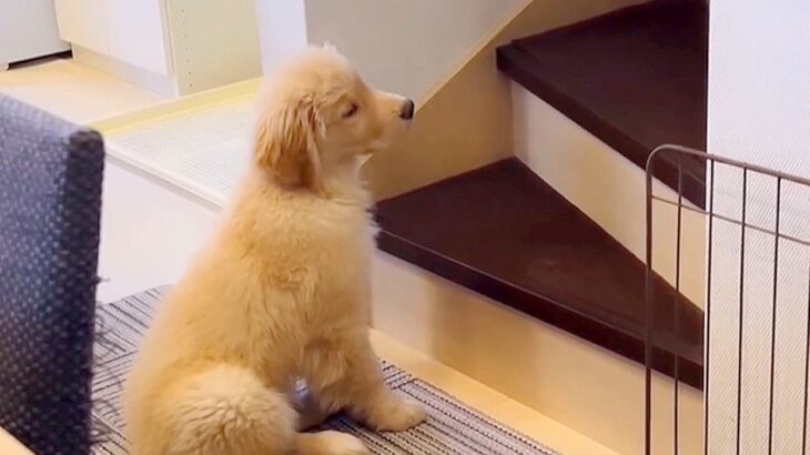 『お姉ちゃんが起きるのを待つ子犬』が健気すぎる…4万6000人が悶絶したかわいい姿に「忠犬ハチ公みたい」「朝から尊い」と大絶賛の声(ブログ)