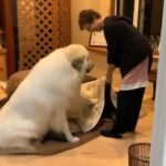 『コタツじまいを拒否する超大型犬』あまりにも可愛すぎると話題　2076万再生された光景に「おててでアピールやばい」(ブログ)