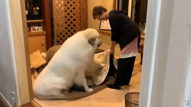 『コタツじまいを拒否する超大型犬』あまりにも可愛すぎると話題　2076万再生された光景に「おててでアピールやばい」(ブログ)