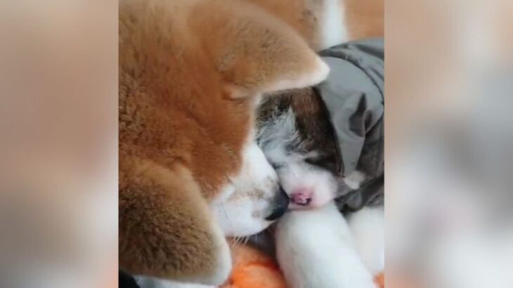 『生後3か月の子犬』と『生まれたての赤ちゃん犬』が尊すぎて2万7000いいねの大反響　愛に溢れた光景に「語彙力なくなった」(ブログ)
