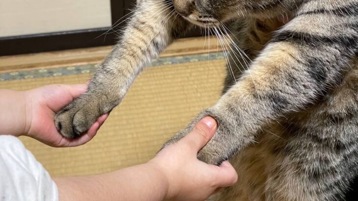 子どもに手を握られたまま立ちつくす猫ちゃん→無抵抗でダンスごっこさせられる姿に2.5万「いいね」(ブログ)