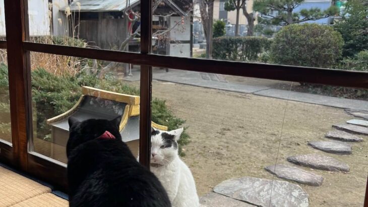 法要をサボった猫ちゃん、お寺に戻ってきたところを別の猫に見つかってしまう（兵庫・不徹寺）(ブログ)