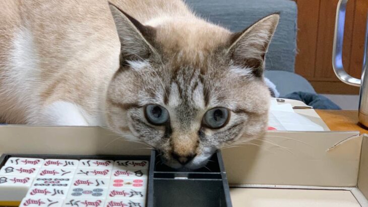 猫ちゃんも麻雀に参加したいの…？点棒ケースにアゴがハマったまま戦況を見つめる猫の姿が可愛すぎる(ブログ)