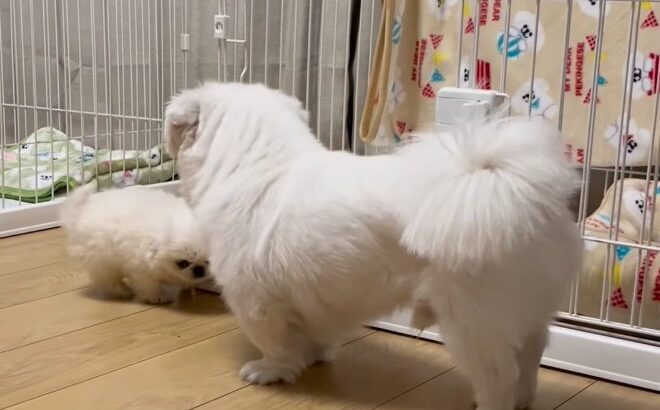 子犬とお兄ちゃんが一緒に遊んでいたら…弟の行動が『可愛すぎる』と60万再生超え「可愛いの極み」「おもちゃみたい」と大反響(ブログ)