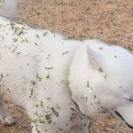 遊びから帰ってきた犬『全身緑』になってしまう…衝撃的な変貌に4万9000人爆笑 「飼い主さんご苦労様です」「笑うしかない」(ブログ)
