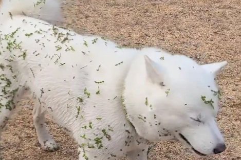 遊びから帰ってきた犬『全身緑』になってしまう…衝撃的な変貌に4万9000人爆笑 「飼い主さんご苦労様です」「笑うしかない」(ブログ)