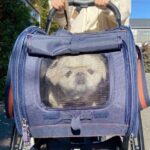 ペットカートで移動中の”前のめりすぎた”犬　絶対声かけたくなると話題(ブログ)