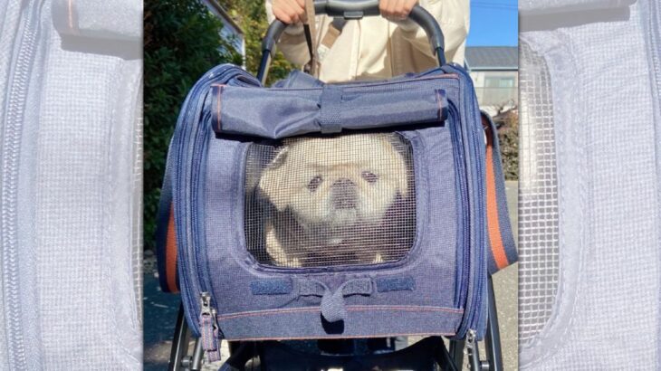 ペットカートで移動中の”前のめりすぎた”犬　絶対声かけたくなると話題(ブログ)