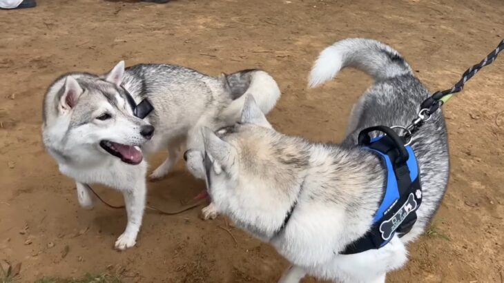 150頭のハスキー犬を集めた結果…弟と再会する奇跡が！初対面でうれしそうにする姿に「会えて良かったですね」「よく似てる」(ブログ)