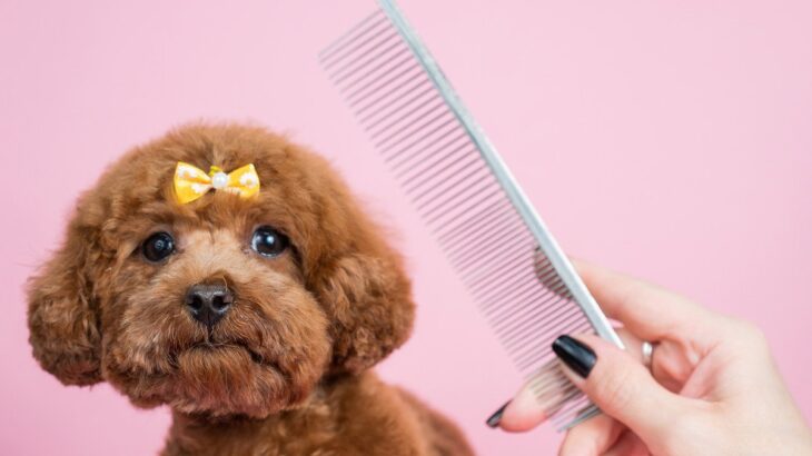 買うべきではない『犬用品』３選　愛犬に合わないものを選んでしまうと健康を損ねる場合も(ブログ)