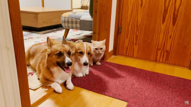 家にモノが届くと…？配達員さんを出迎える犬猫3匹が話題　126万人が虜に「仲良しでホッコリ」「猫溶け込んでて笑った」大絶賛の声(ブログ)
