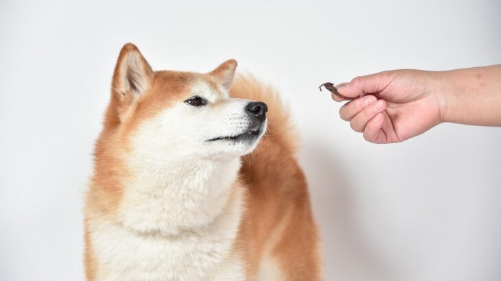 犬のおやつの適量ってどれくらい？与えすぎることのデメリットと適切量の目安(ブログ)