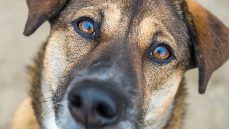 犬の目に涙が…ウルウルしている４つの理由とは？実は病気の可能性も(ブログ)