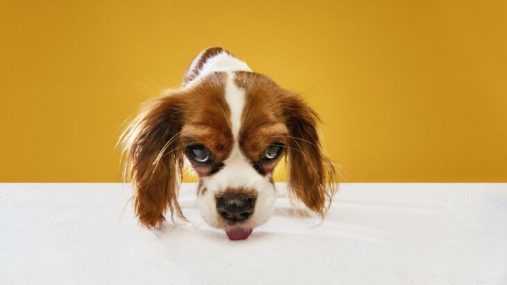 なぜ犬はウンチを食べてしまうの？食糞をする5つの原因と改善するためにすべきこととは？(ブログ)