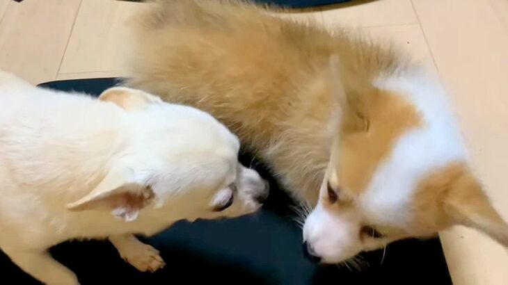『生まれて3ヶ月の赤ちゃん犬』と『11歳の老犬』が会った結果…初々しい光景に16万人ほっこり「めっちゃ歓迎してくれてて最高」(ブログ)