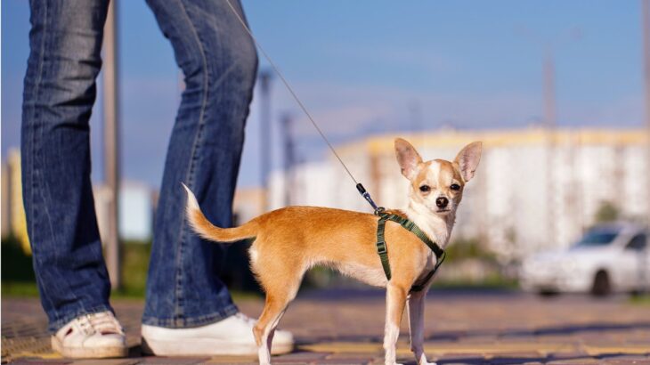 犬が満足しない『散歩の仕方』2選　やるべきではないNG行為と楽しんでもらうために意識すべきこととは？(ブログ)