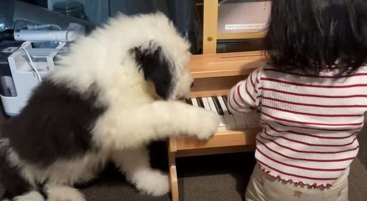 天才ピアニスト誕生？パピーくんのピアノ二重奏にクスッ♡「激しすぎる演奏がたまらない♡」(ブログ)