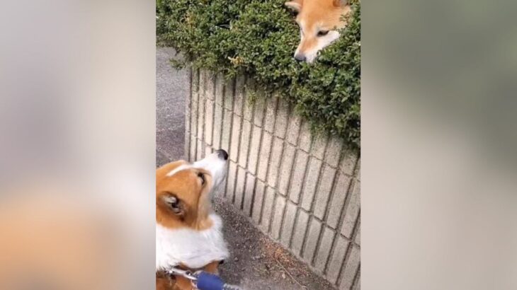 柴犬『ワイの縄張りに何の用や…？』植込みから突然わんこが出現して107万人爆笑「ブチ切れてて草」「コントみたい」(ブログ)
