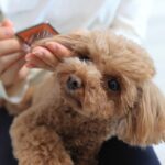 寒い季節にすべき『犬のお手入れ』２選　冬に注意が必要なポイントやケアのコツを解説(ブログ)