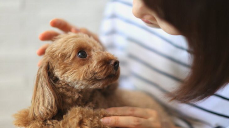 犬にとって『必要のないお世話』5つ　愛犬を疲れさせる原因となっている可能性も(ブログ)