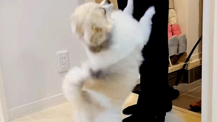 仕事から帰ると…犬が『全力で出迎えてくれる』光景がかわいすぎると話題「ハート撃ち抜かれた」「尻が天才的に可愛い」の声(ブログ)