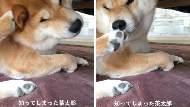 犬が自分の足を嗅いだ結果…『衝撃の真実』を知ってしまう光景が話題に「前足も確認してるの笑った」7万8千いいね集まる(ブログ)