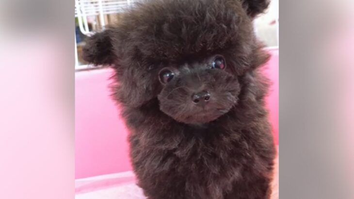 子犬との出会いから1年間を振り返ってみたら…「可愛い過ぎです」「めちゃ笑ってしまいました」現在までの軌跡に悶絶する人続出(ブログ)