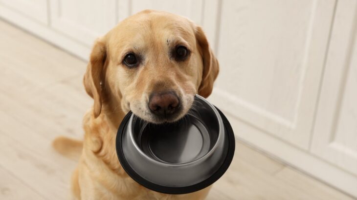 犬が『ご飯を食べたいです！』と催促している時に見せる行動や仕草4つ　かわいいからといって何度もあげないように！」(ブログ)