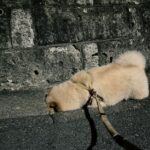 猫を探してたら側溝にハマってしまった犬　可愛すぎると話題に(ブログ)