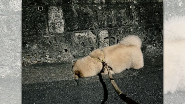 猫を探してたら側溝にハマってしまった犬　可愛すぎると話題に(ブログ)