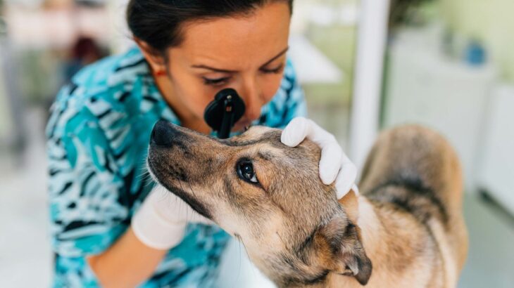 犬が『目の病気』になっているサイン7選　見逃してはいけない初期症状と予防するためにつけるべき習慣(ブログ)