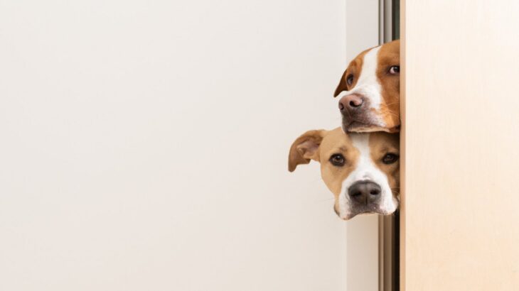 愛犬がお風呂を覗いてくる心理5選　かわいすぎる理由に「いくらでも見てください」「尊いがすぎる」(ブログ)