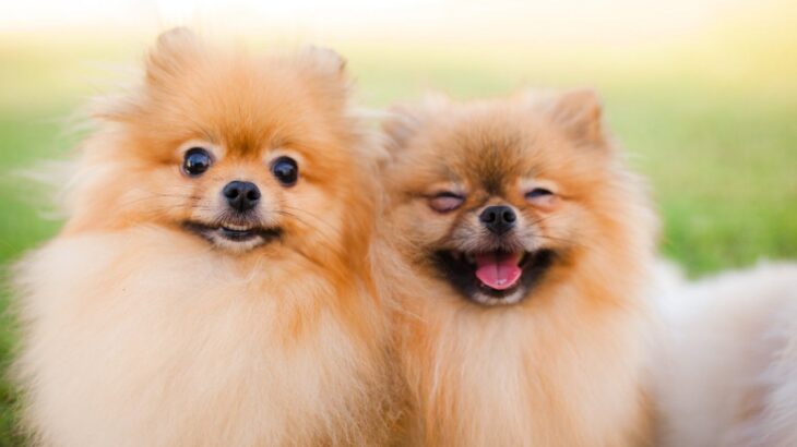 小型犬は何歳まで生きる？平均寿命と犬種ごとの違い、長寿のために意識すべきこととは？(ブログ)