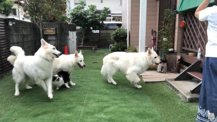 大型犬3匹＋小型犬1匹をお庭に出してみたら…？ 癒される光景に「仲良くじゃれあって可愛いです」「憧れます」絶賛の声(ブログ)