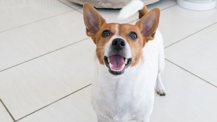犬があなたを追いかける理由5選　逃げる飼い主に追いつこうとする心理に「かわいい」「捕まえられたい」(ブログ)