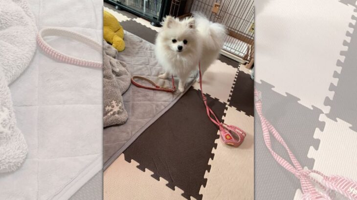 「散歩に行きたすぎて自力で準備をしちゃう犬」が賢すぎると話題に(ブログ)