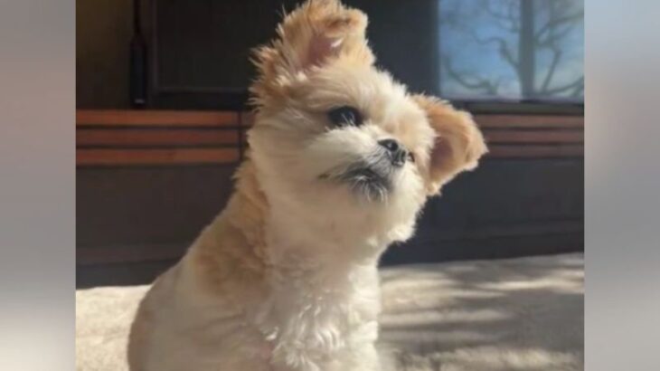 愛犬に話しかけてみたら…『めちゃくちゃ一生懸命お話を聞いてくれる姿』に4万1000いいね集まる 「可愛すぎ」「ニヤけた」(ブログ)