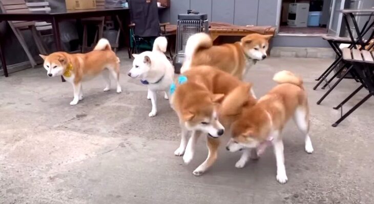 「巨体のひっつき虫＆最強女子」柴犬ファミリーのわちゃわちゃなお時間「お散歩姿に癒やされる」(ブログ)