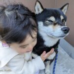 「妹を守るために風に立ち向かう豆柴」頼もしい姿に絶賛の声続々「カッコいい！」(ブログ)