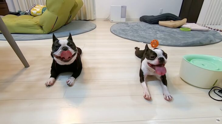 愛犬2匹と夫婦の『ナイトルーティン』に密着したら…「お利口さんで癒される」「愛情が伝わってくる」14万再生を記録し多くの反響(ブログ)