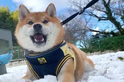 犬が初めて『雪』を見た結果…テンションMAXな姿に172万人悶絶　「平和すぎる」「尊い笑顔」全力な飼い主も微笑ましいと話題(ブログ)