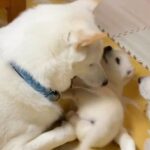 母と兄で子犬をお世話…『母子育児』に奮闘するわんこが尊い！親子3代の微笑ましい光景にホッコリする人が続出(ブログ)