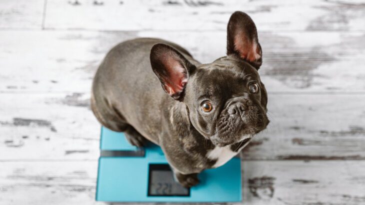 『犬を太らせやすい飼い主』の特徴5選　肥満はワンコの寿命を縮めてしまう原因にも…改善方法は？(ブログ)